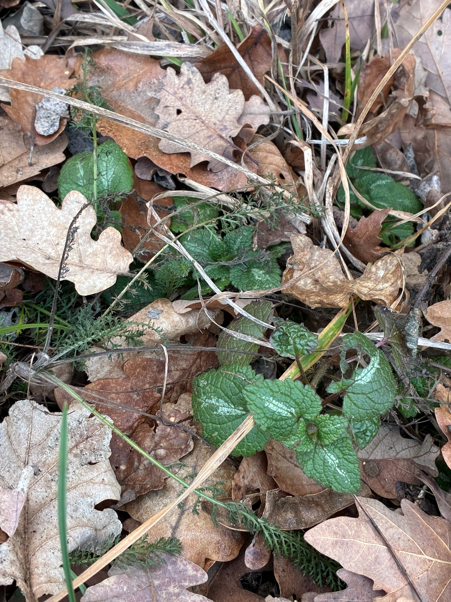 Purple Dragon Deadnettle
