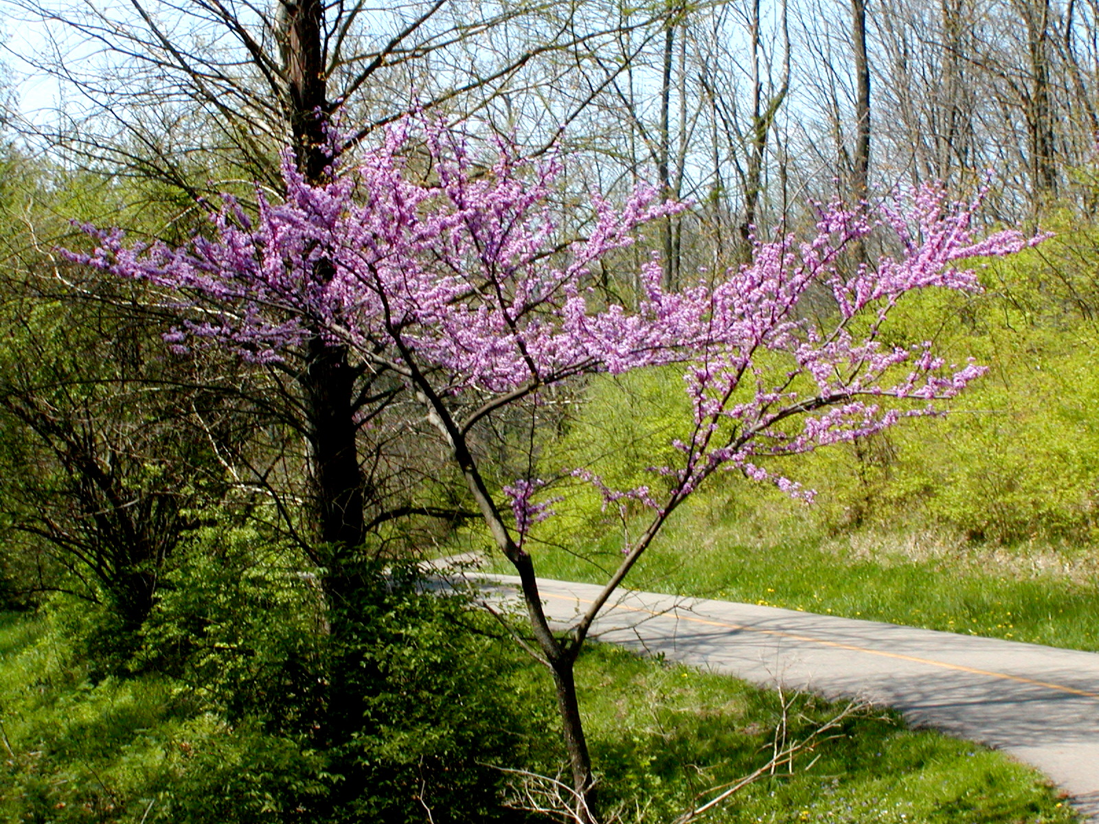 Weeping Eastern Redbud