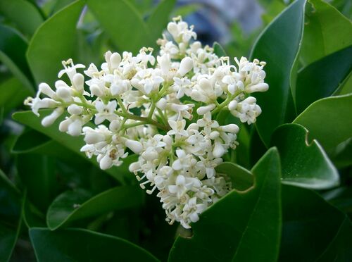 Curved-Leaf Privet