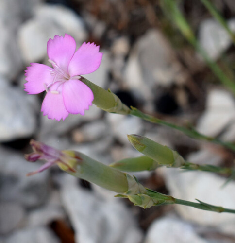 Carnation