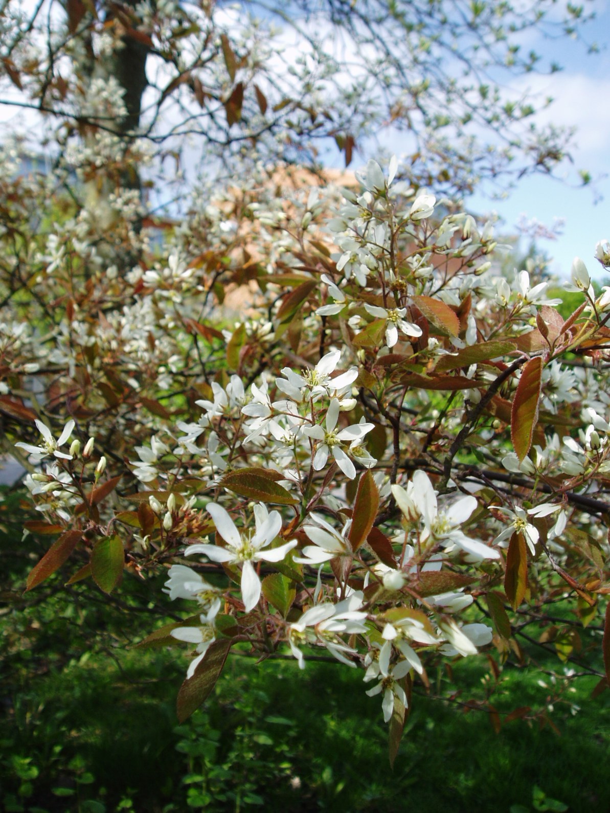Apple Serviceberry 'Princess Diana'