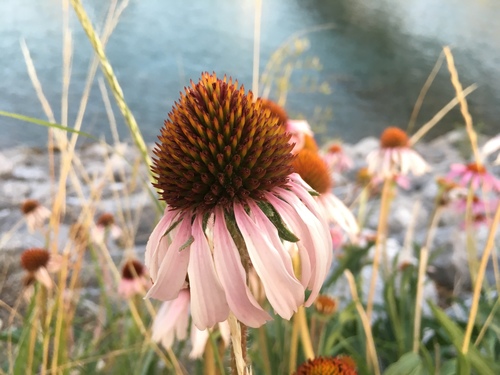 Coneflower True 'Salsa Red'