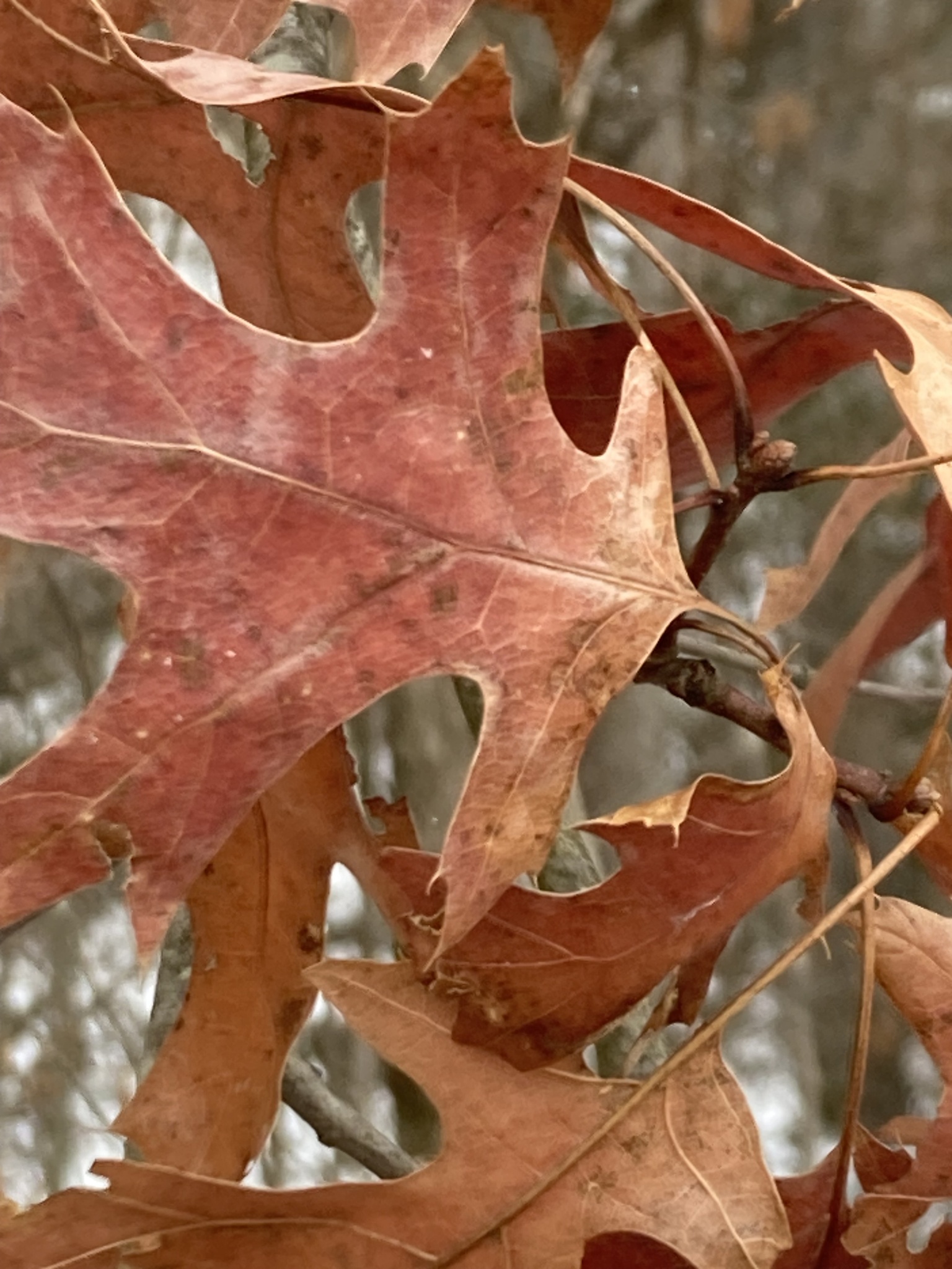 Scarlet Oak