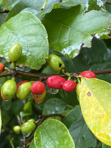 Spicebush