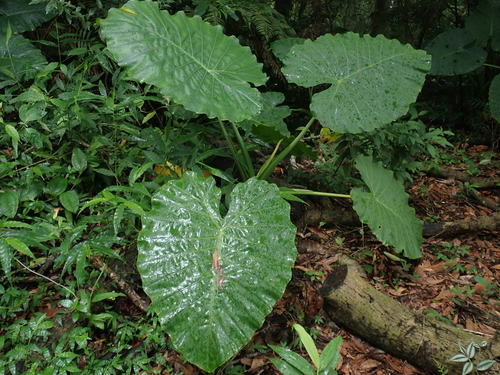 California Elephant Ear