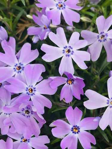 Creeping Phlox