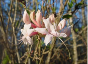 Coast Azalea