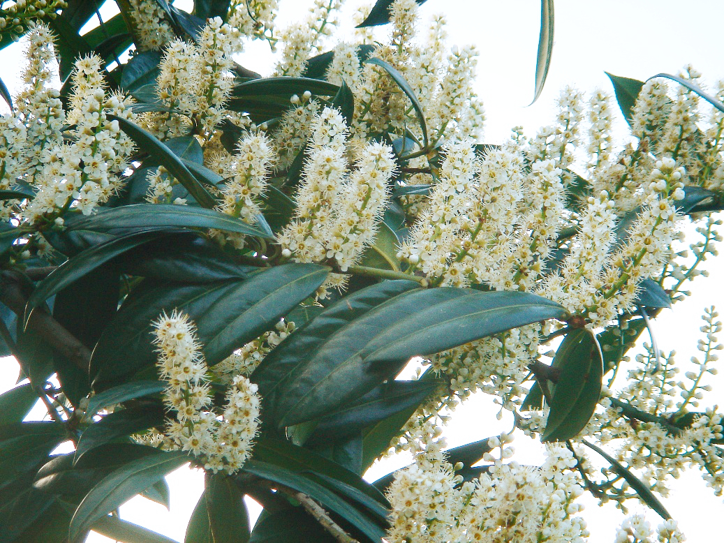 English Laurel 'Otto Luyken'