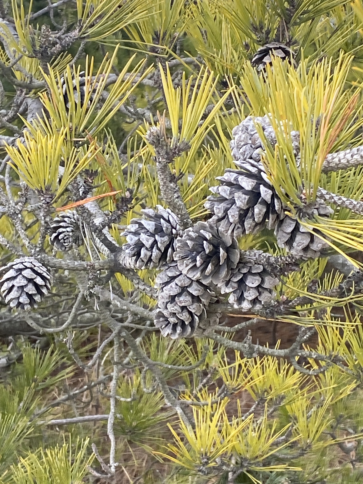 Japanese Black Pine Sculptured Jr. Specimen 1