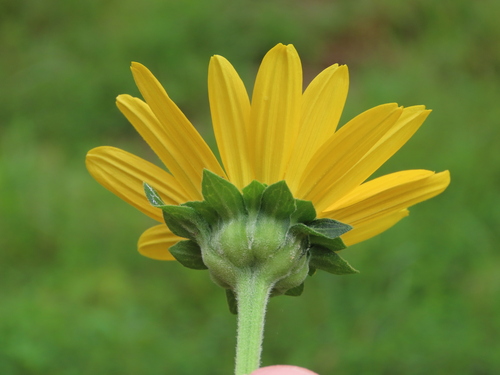 False Sunflower