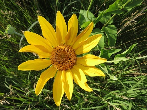 False Sunflower