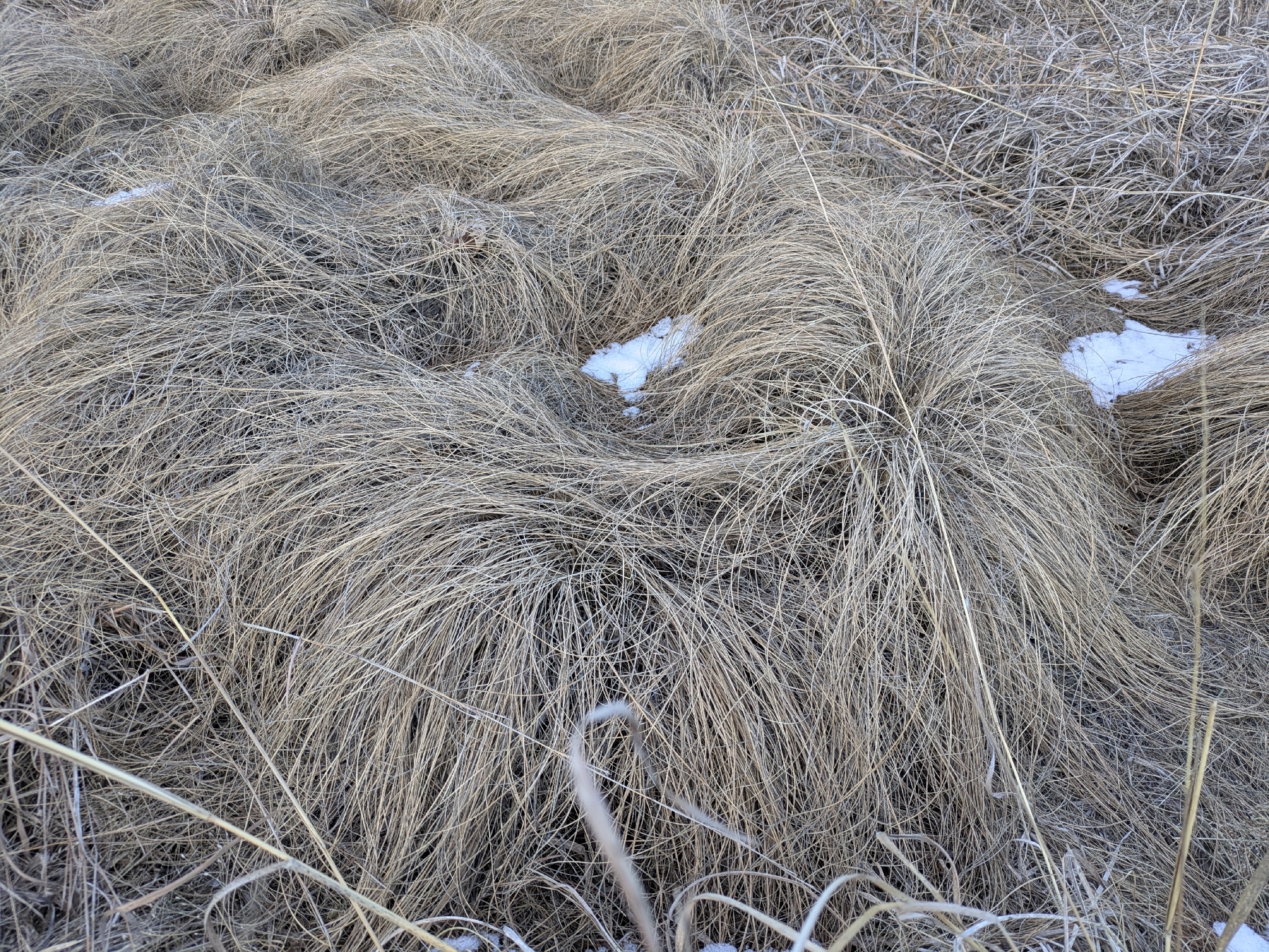 Prairie Dropseed