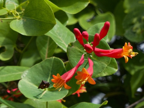 Trumpet Honeysuckle 'Leo'