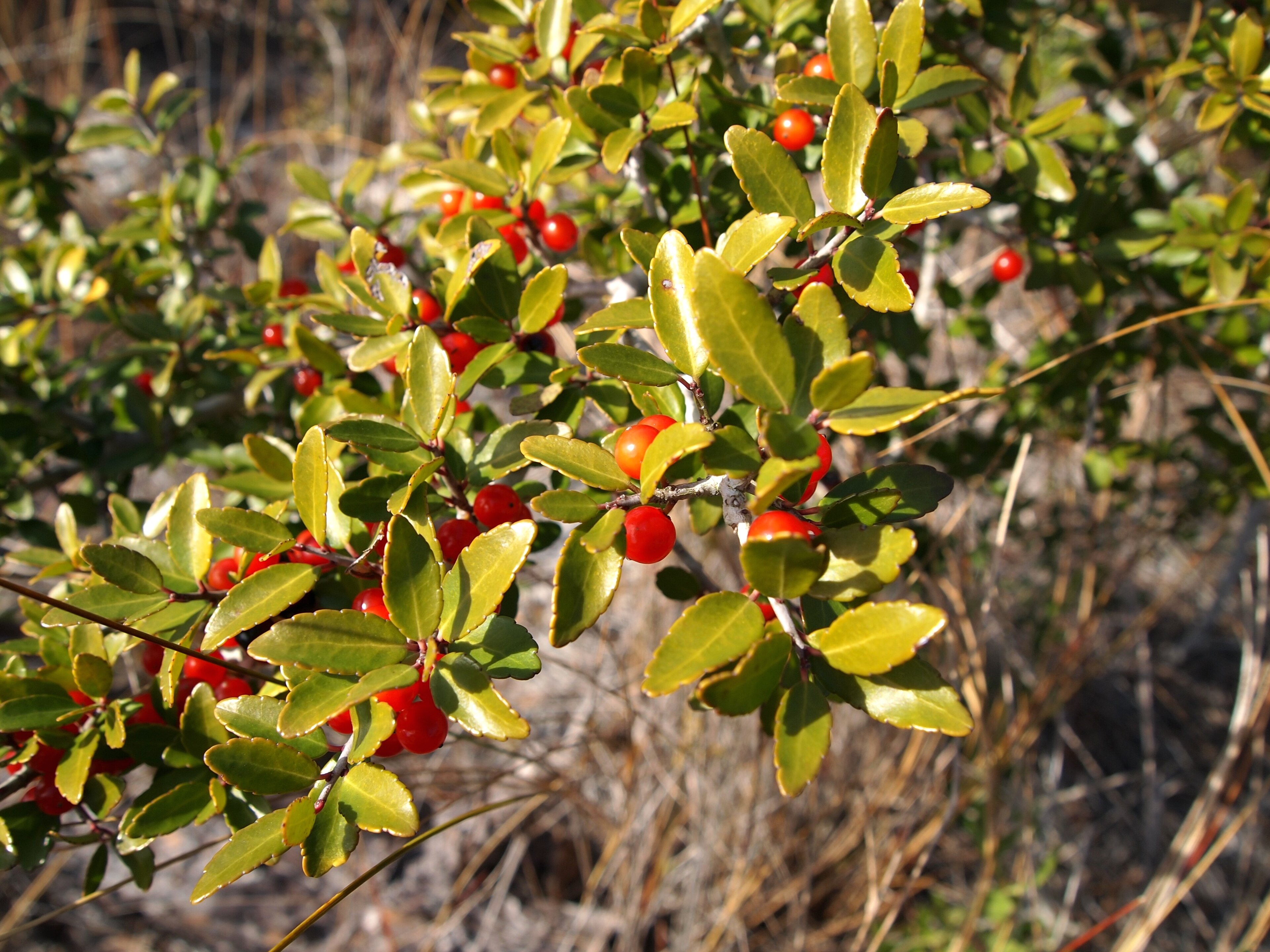 Dwarf Yaupon Holly 'Condeaux Bordeaux'