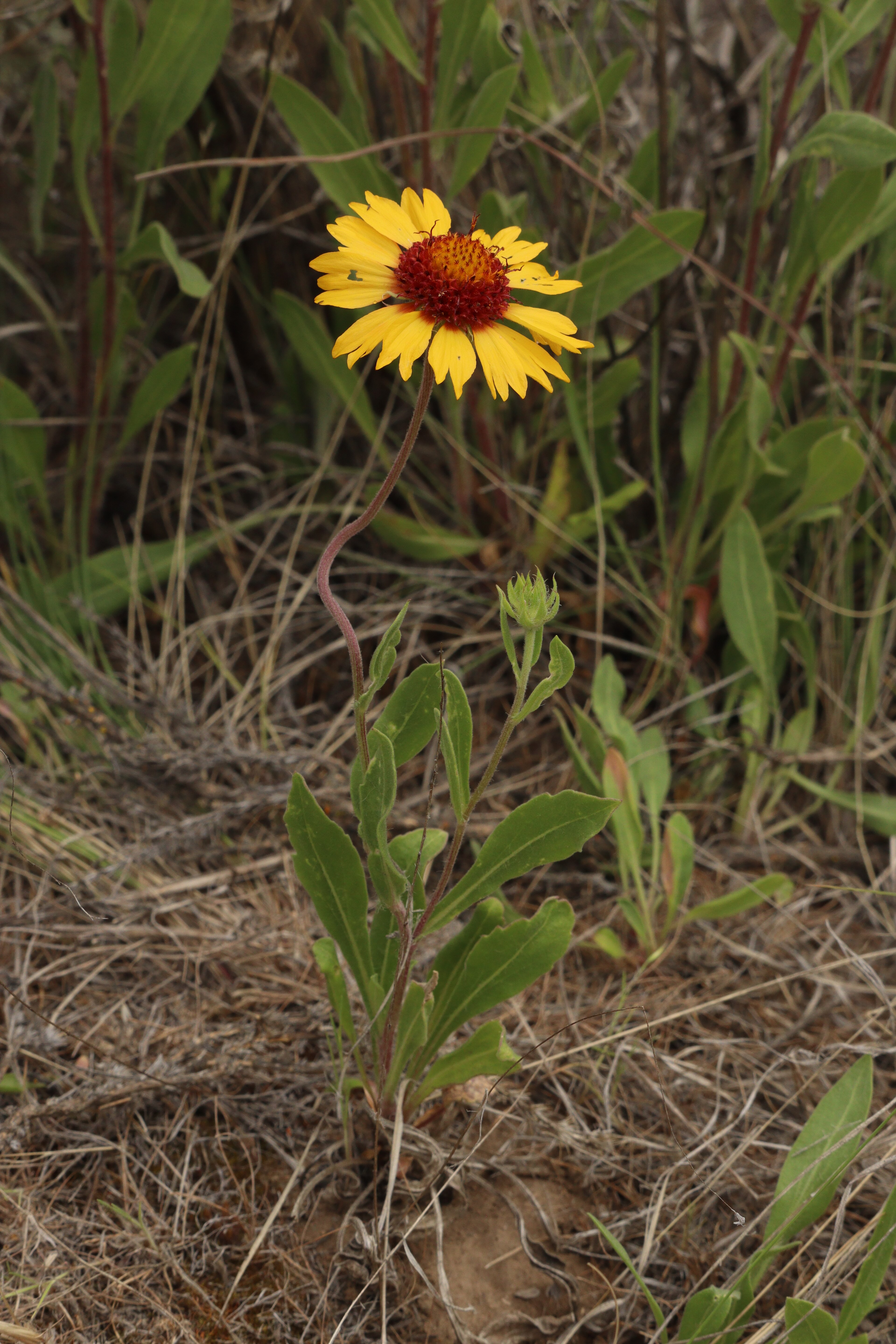 Blanket Flower