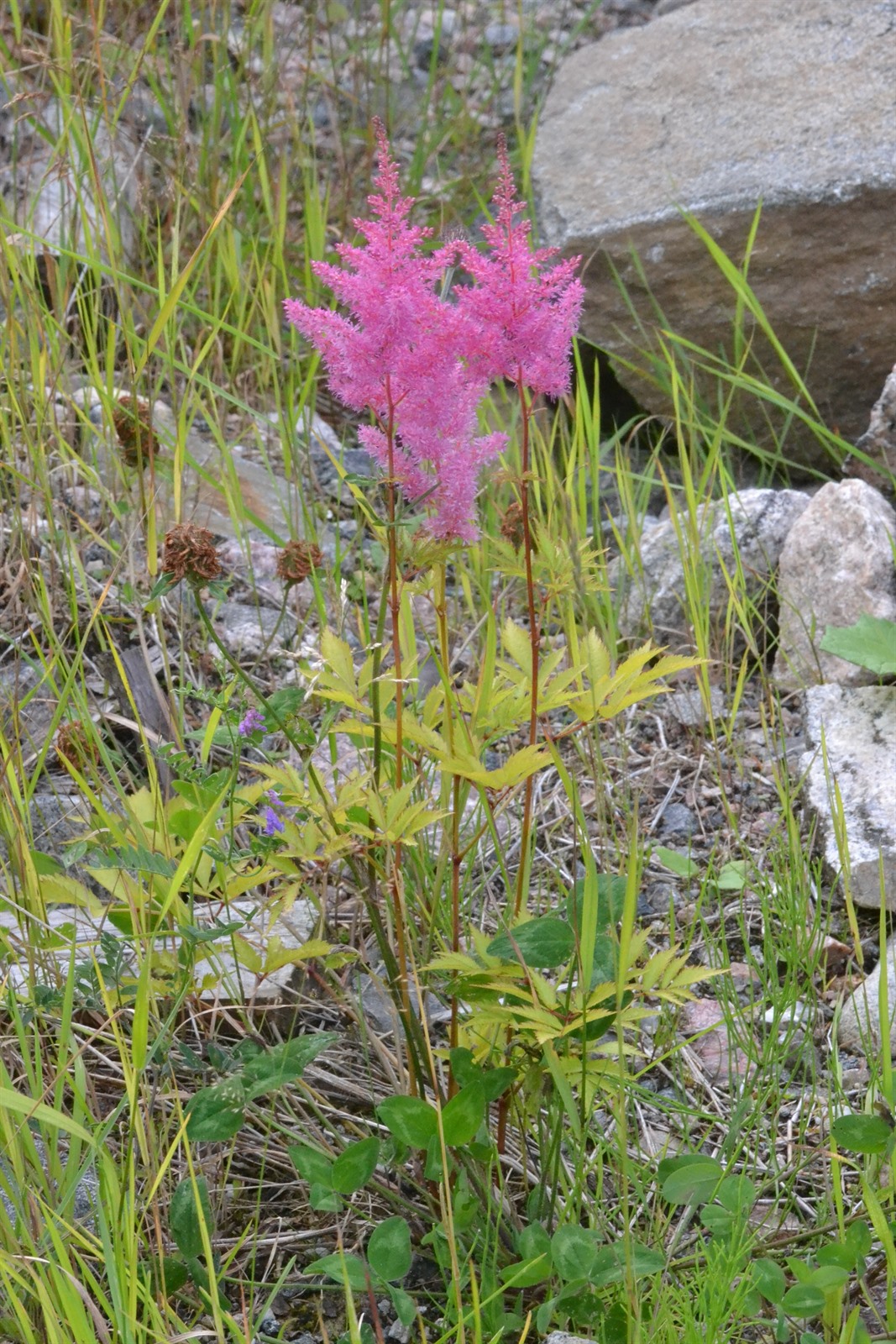 Astilbe