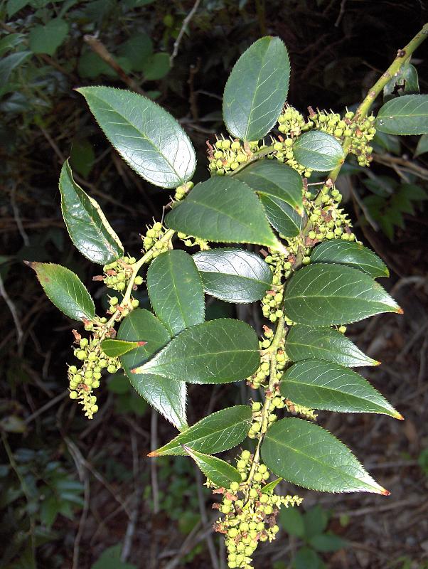 Doghobble 'Scarletta'