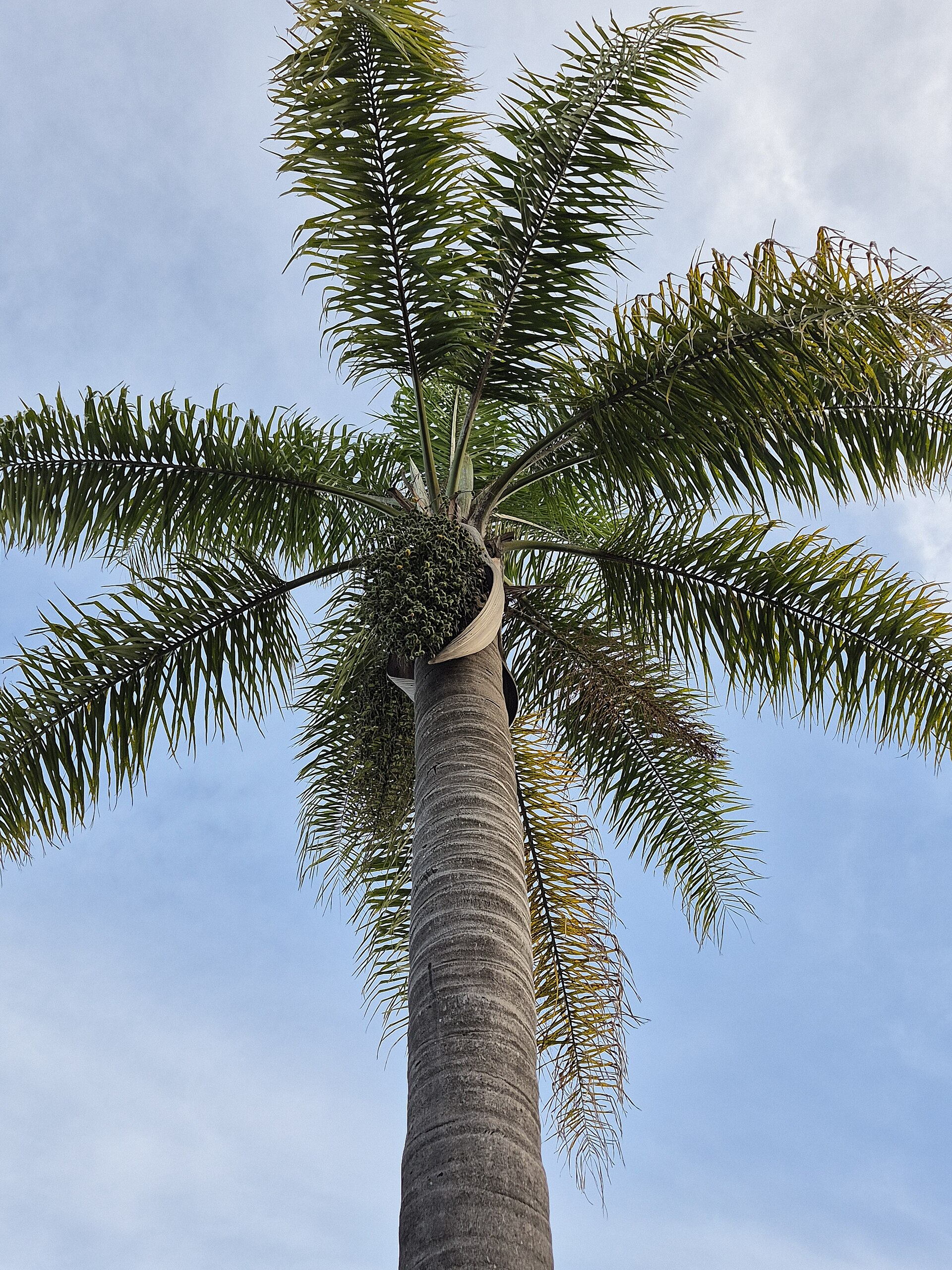Queen Palm