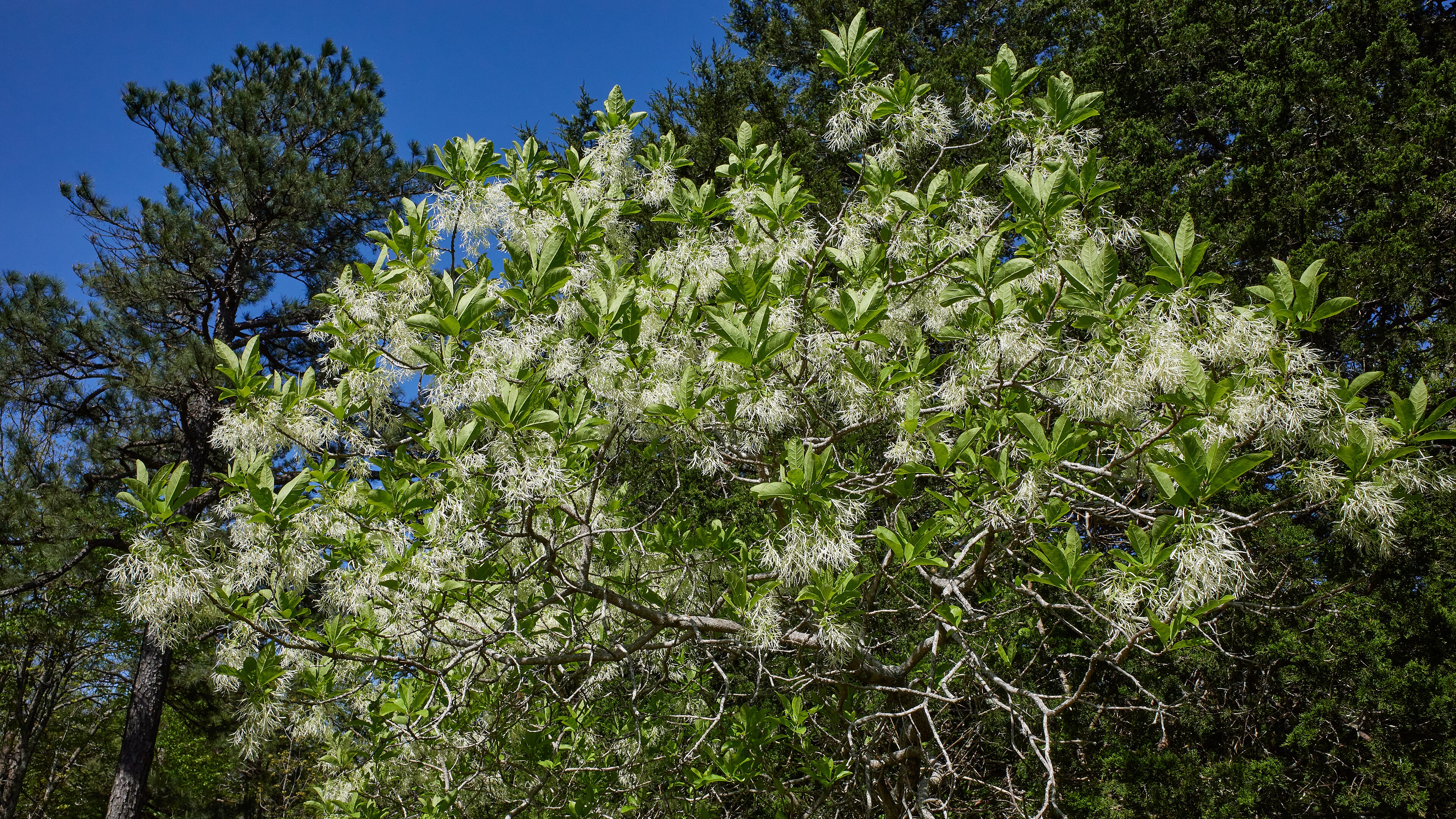 Fringetree