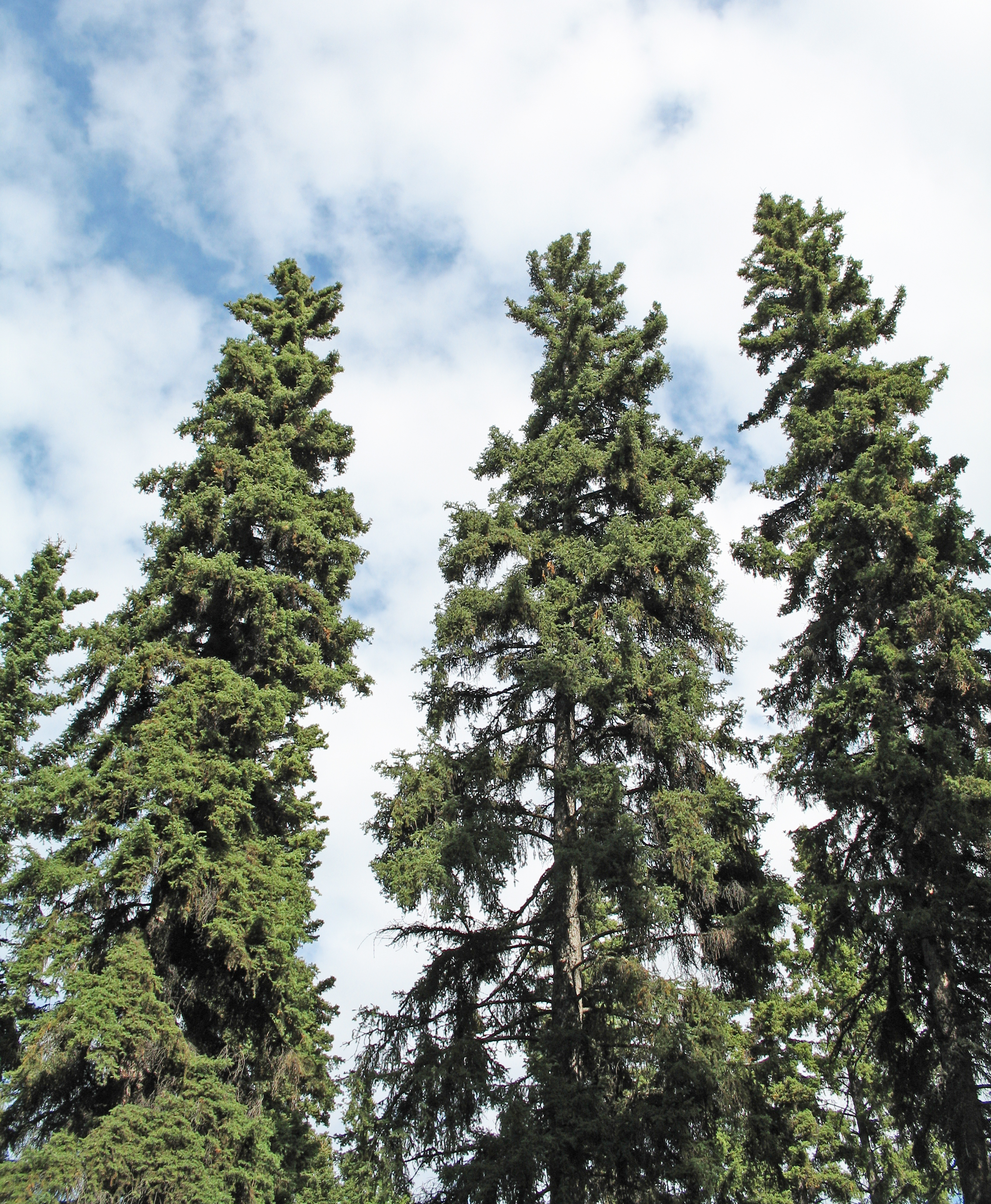 Dwarf Alberta White Spruce