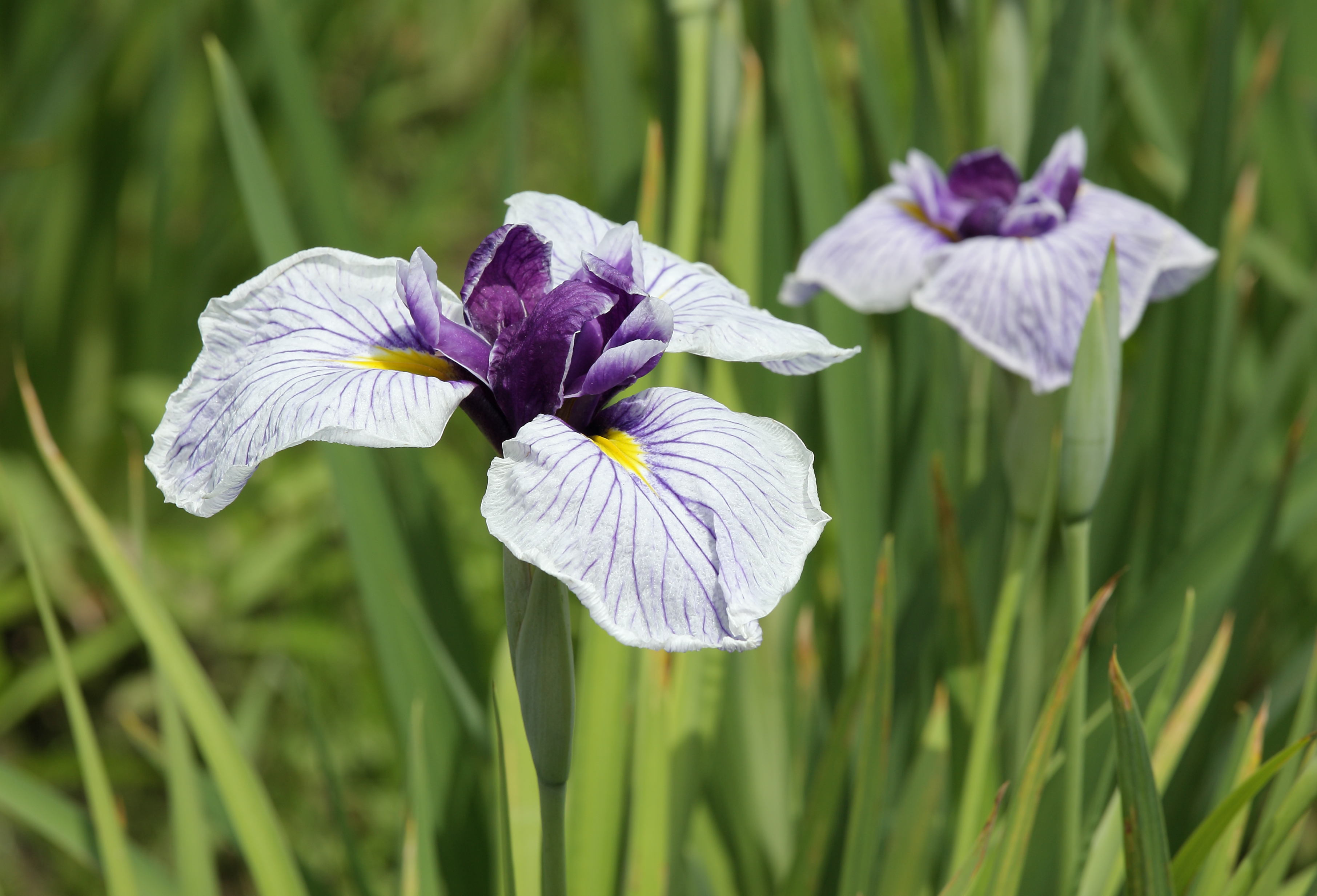 Variegated Japanese Water Iris