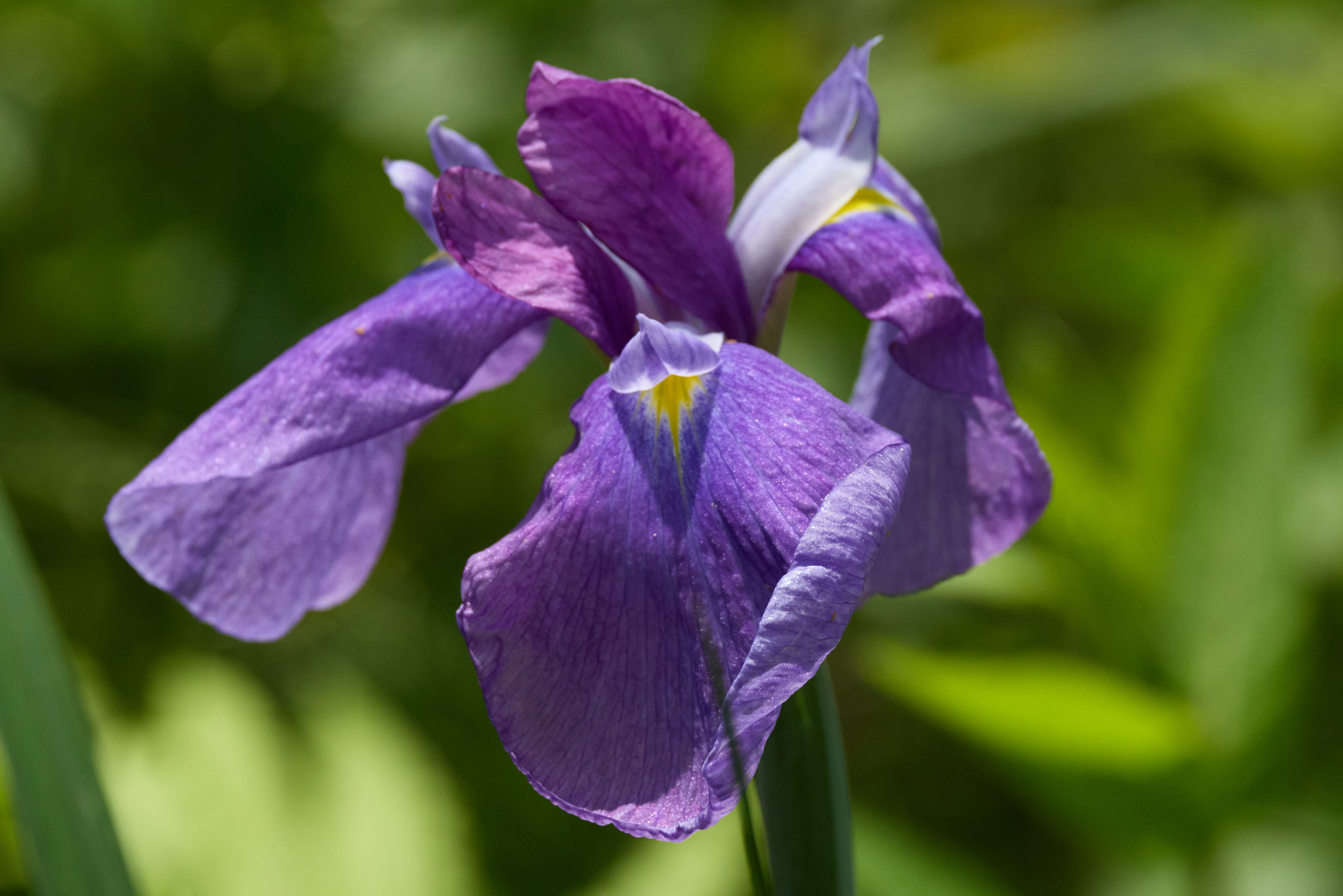 Variegated Japanese Water Iris