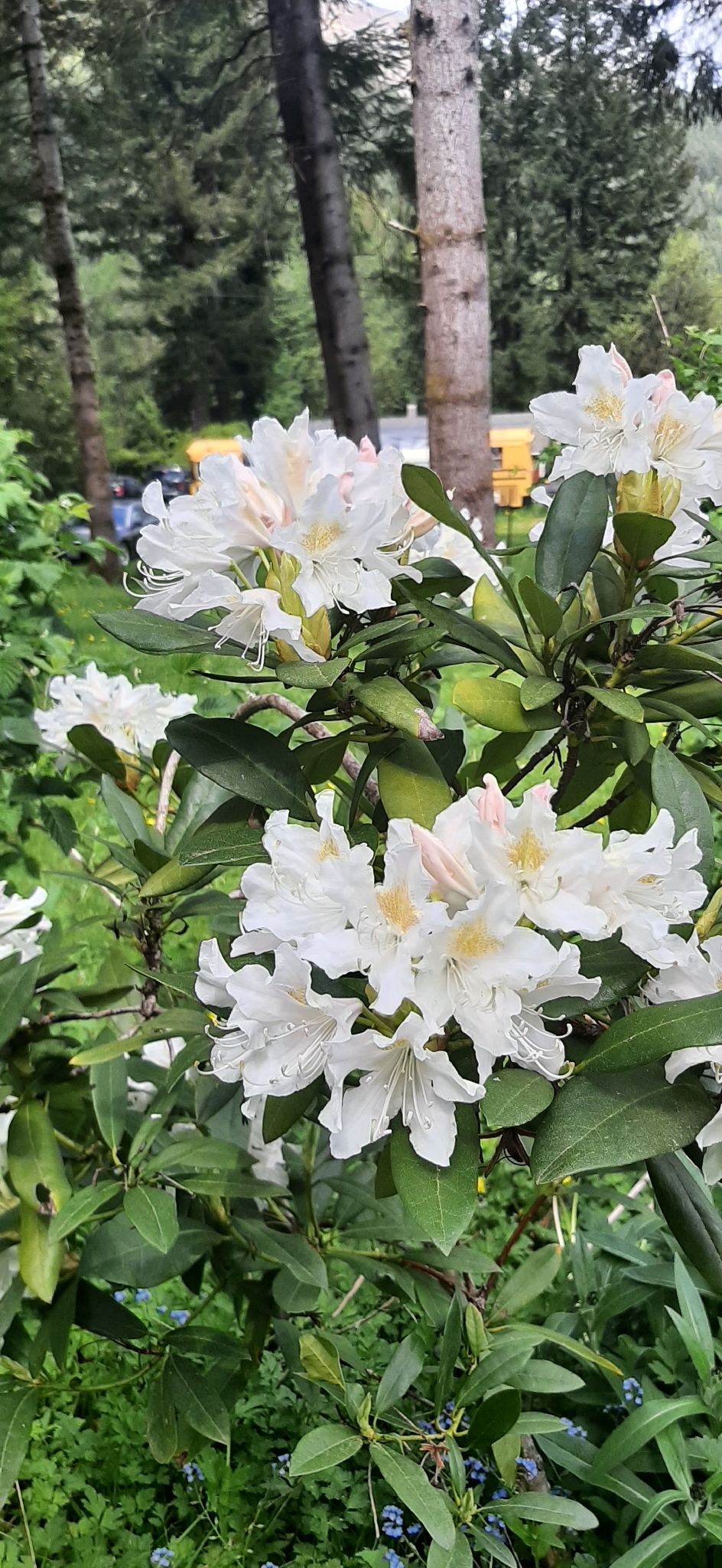 Rhododendron