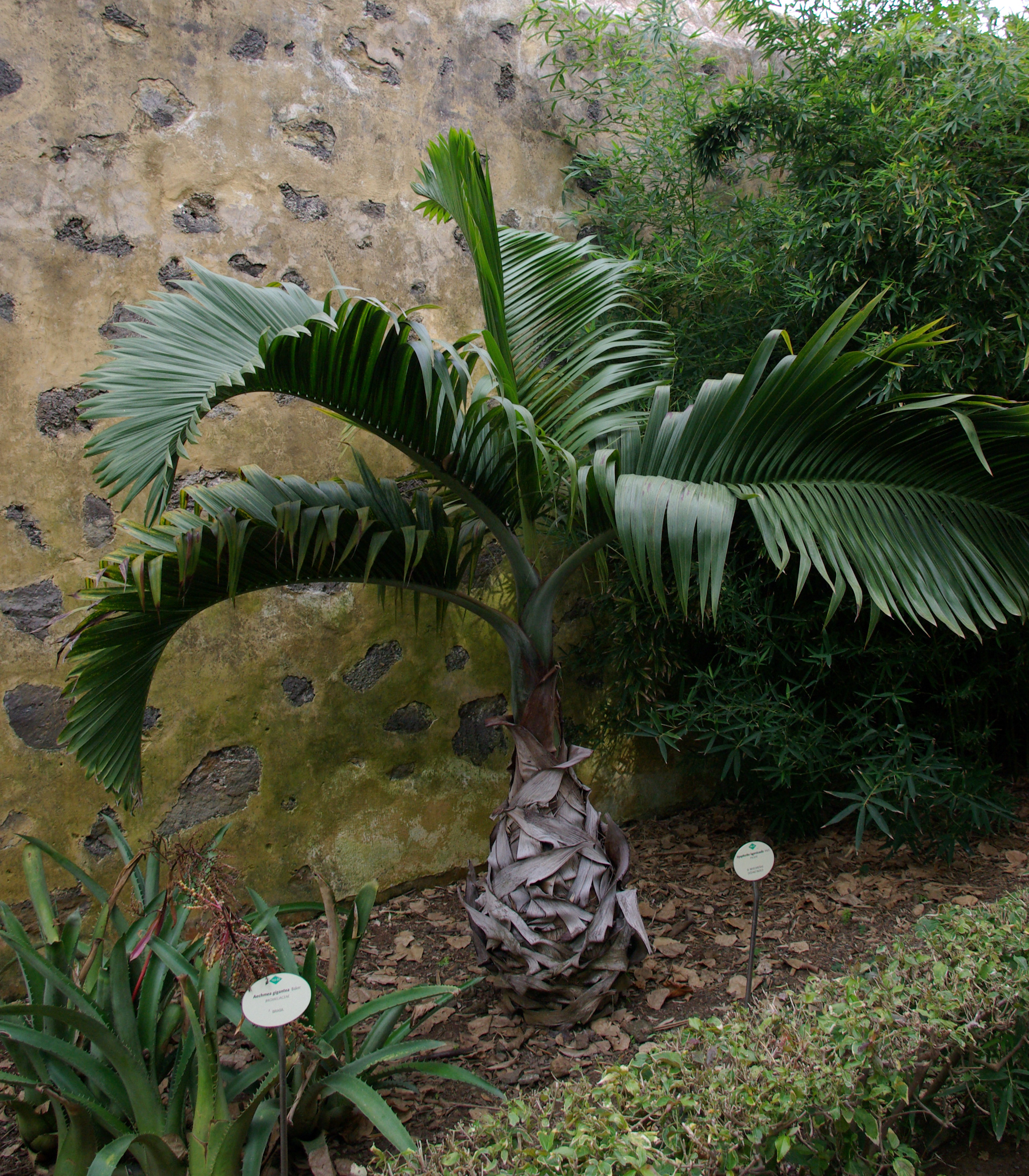 Bottle Palm