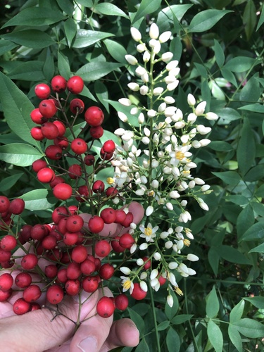 Moon Bay Heavenly Bamboo