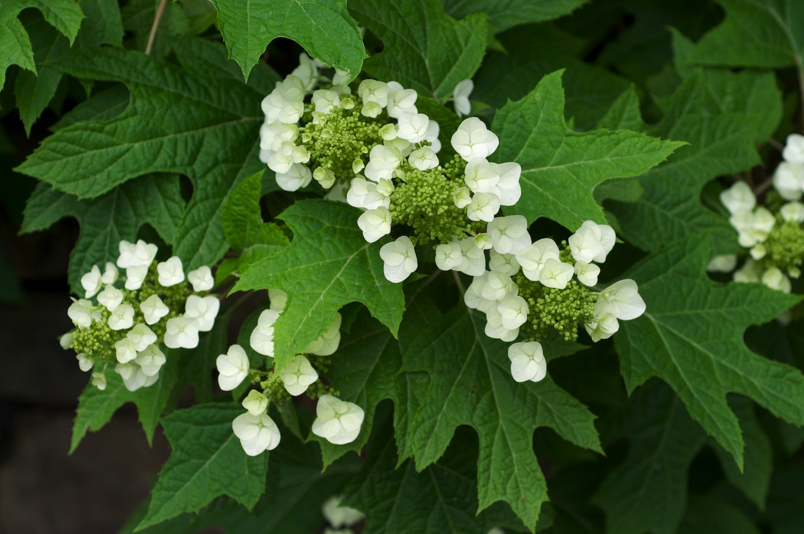 Pee Wee Oakleaf Hydrangea