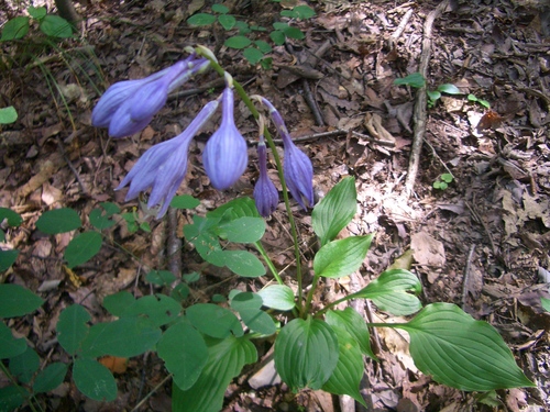 Plantain Lily