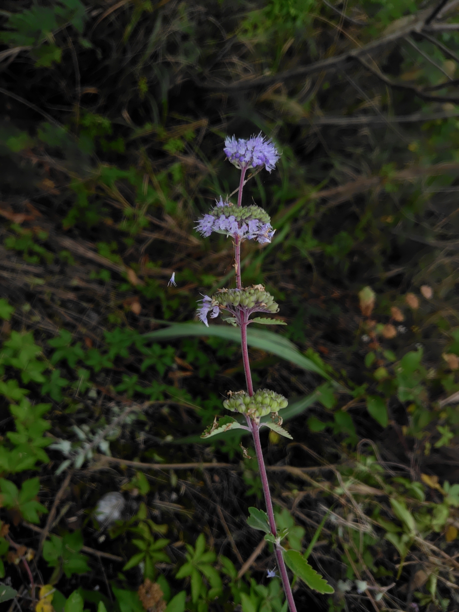 Bluebeard