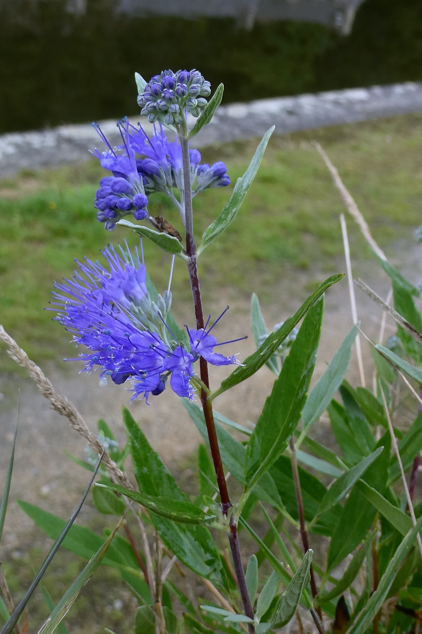 Bluebeard