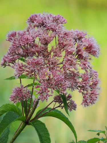 Gateway Joe Pye Weed