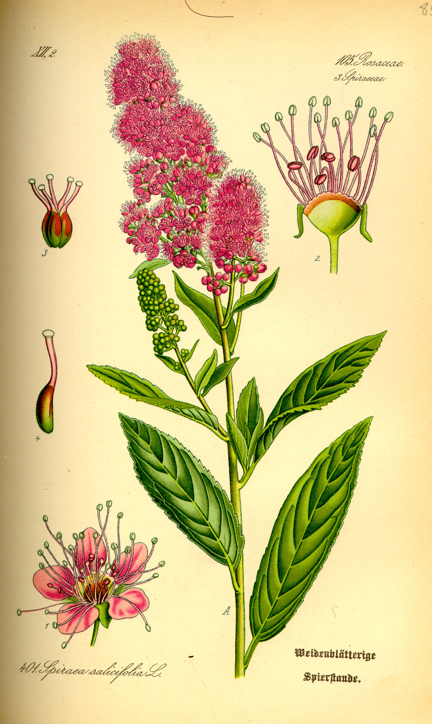 Vanhoutte Spirea
