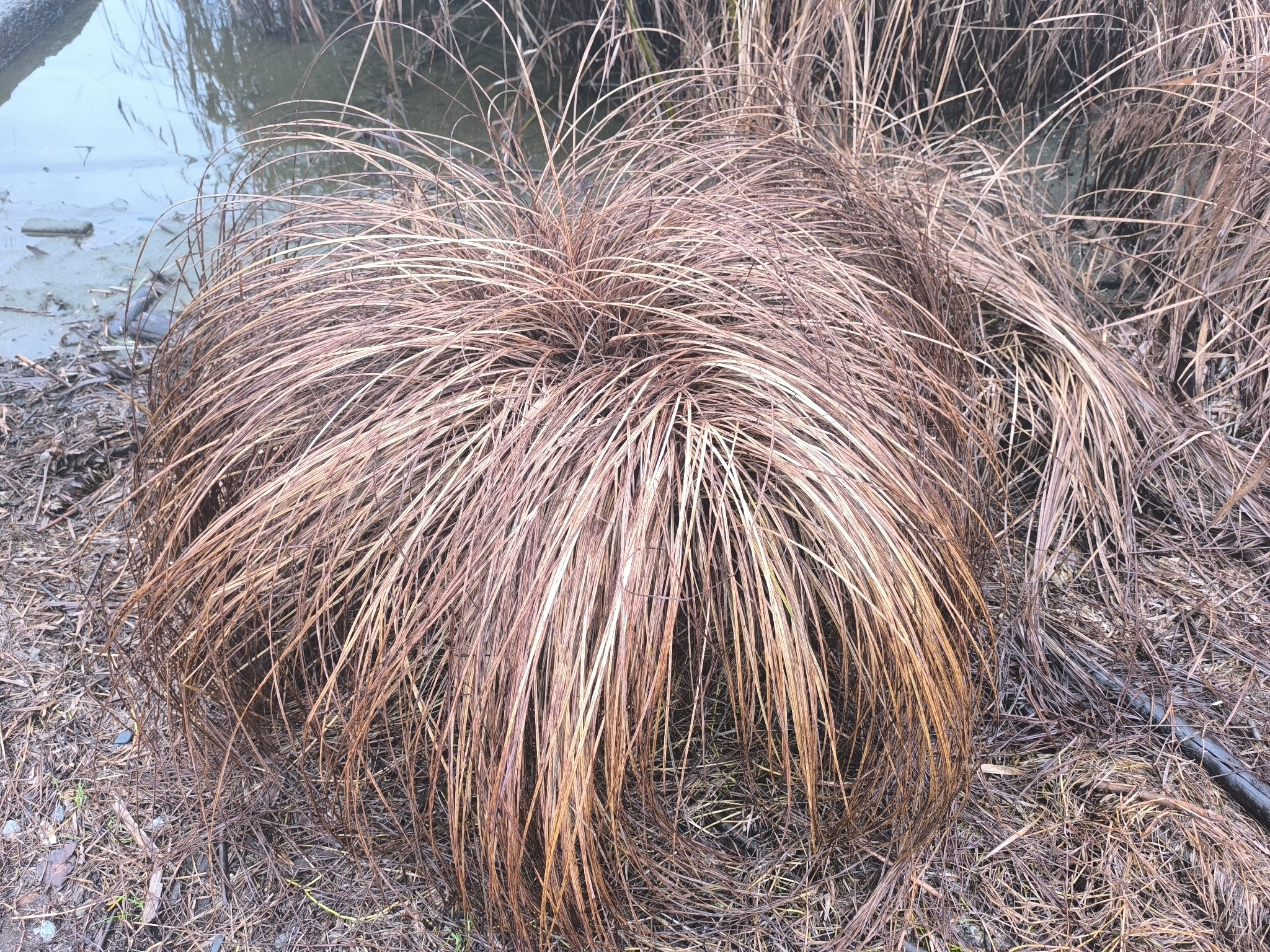 Bowles' Golden Sedge