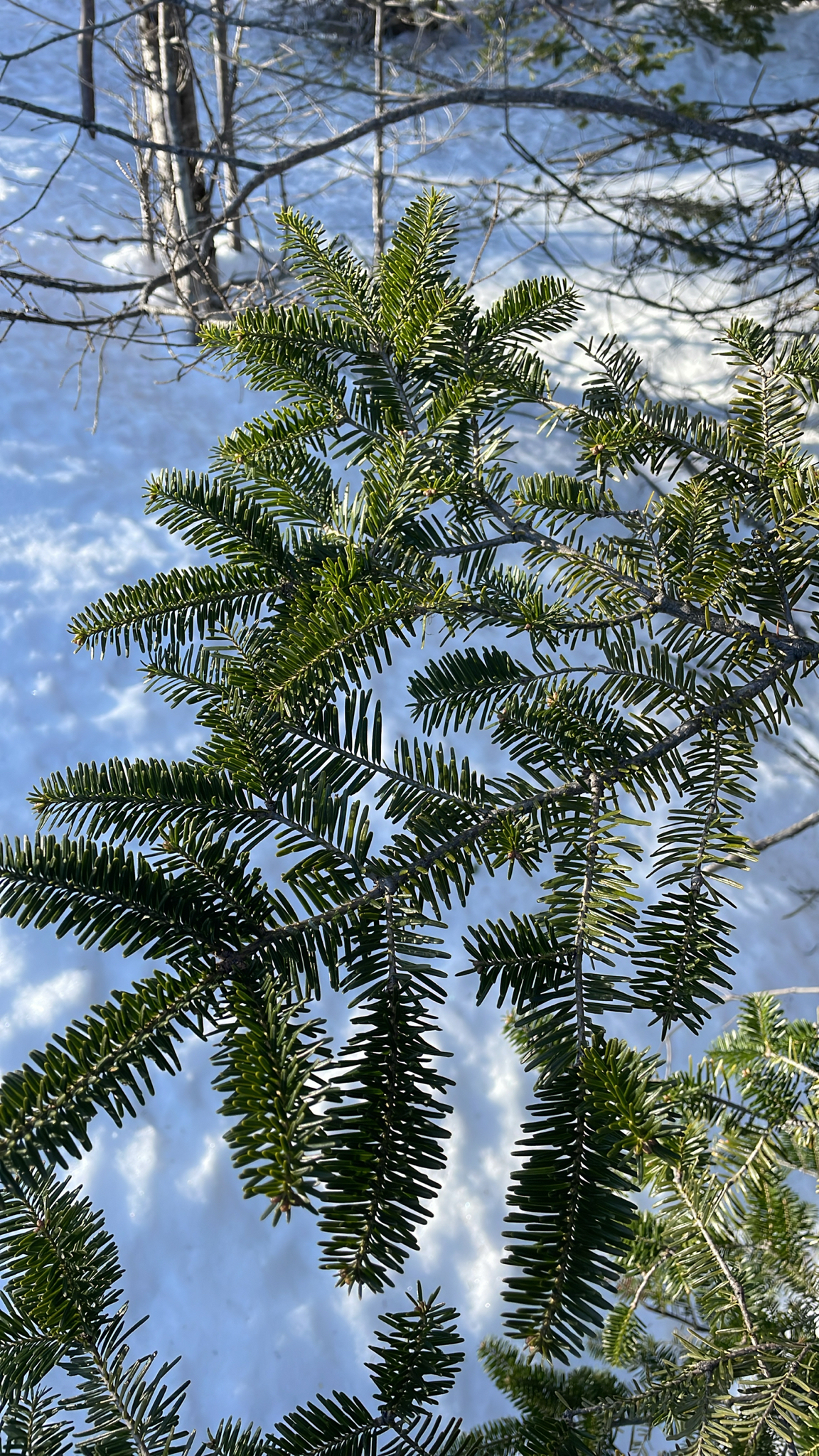 Balsam Fir