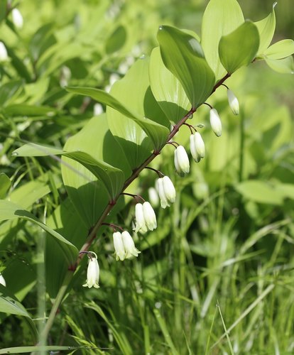 Variegated Solomon's Seal