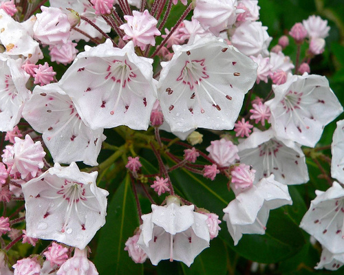 Mountain Laurel 'Olympic Fire'