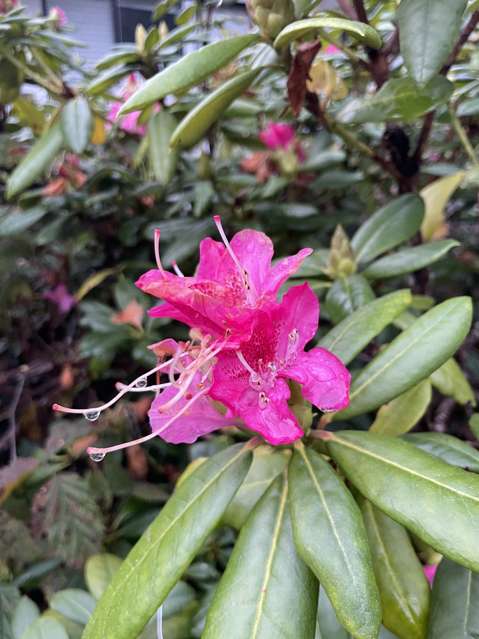 Proven Winners Reblooming Azalea True