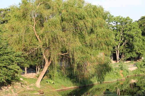 Weeping Willow