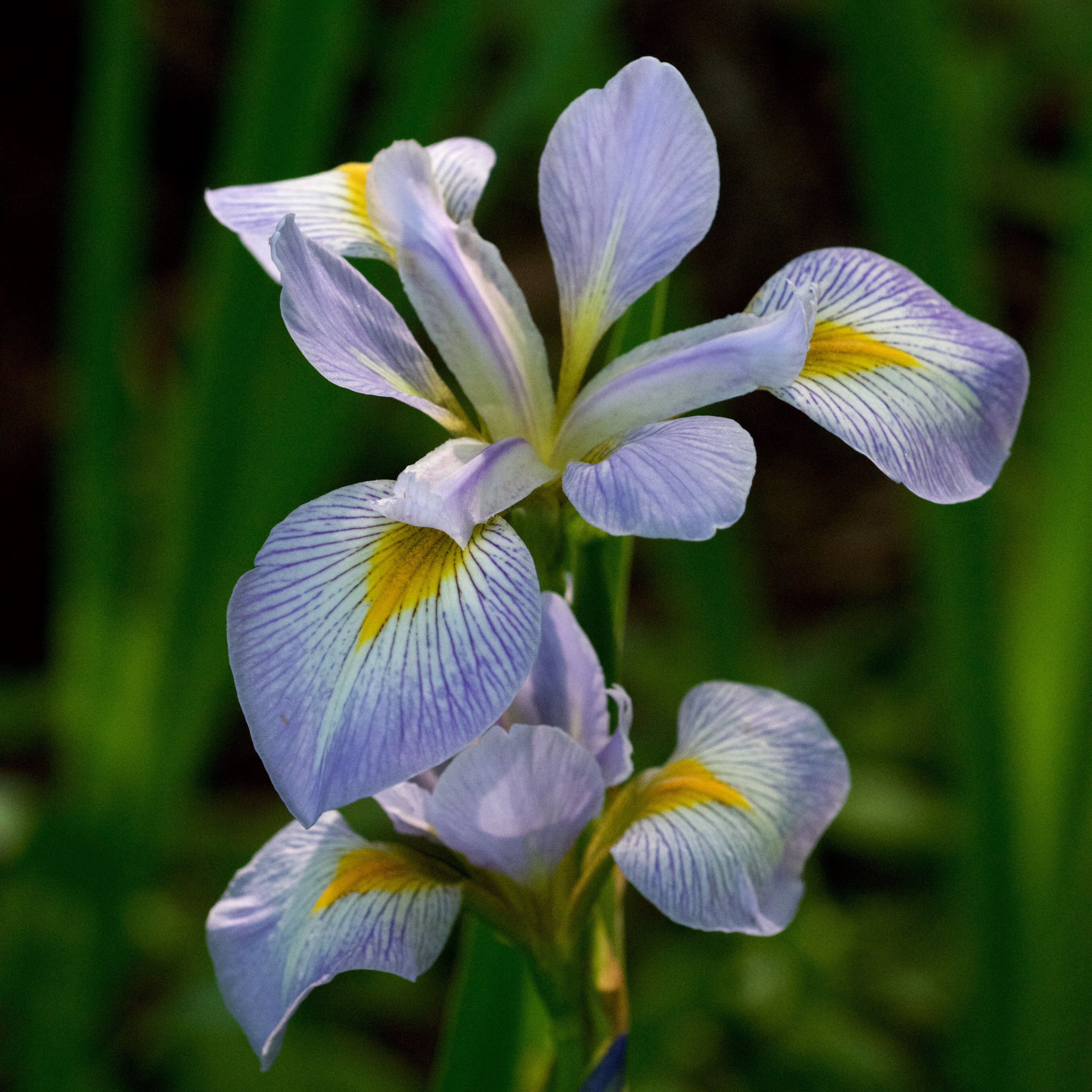 Southern Blue Flag