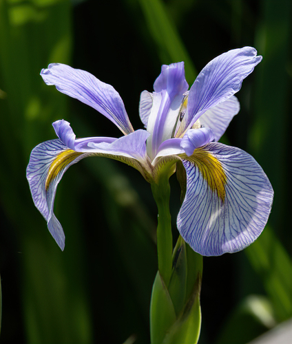 Southern Blue Flag