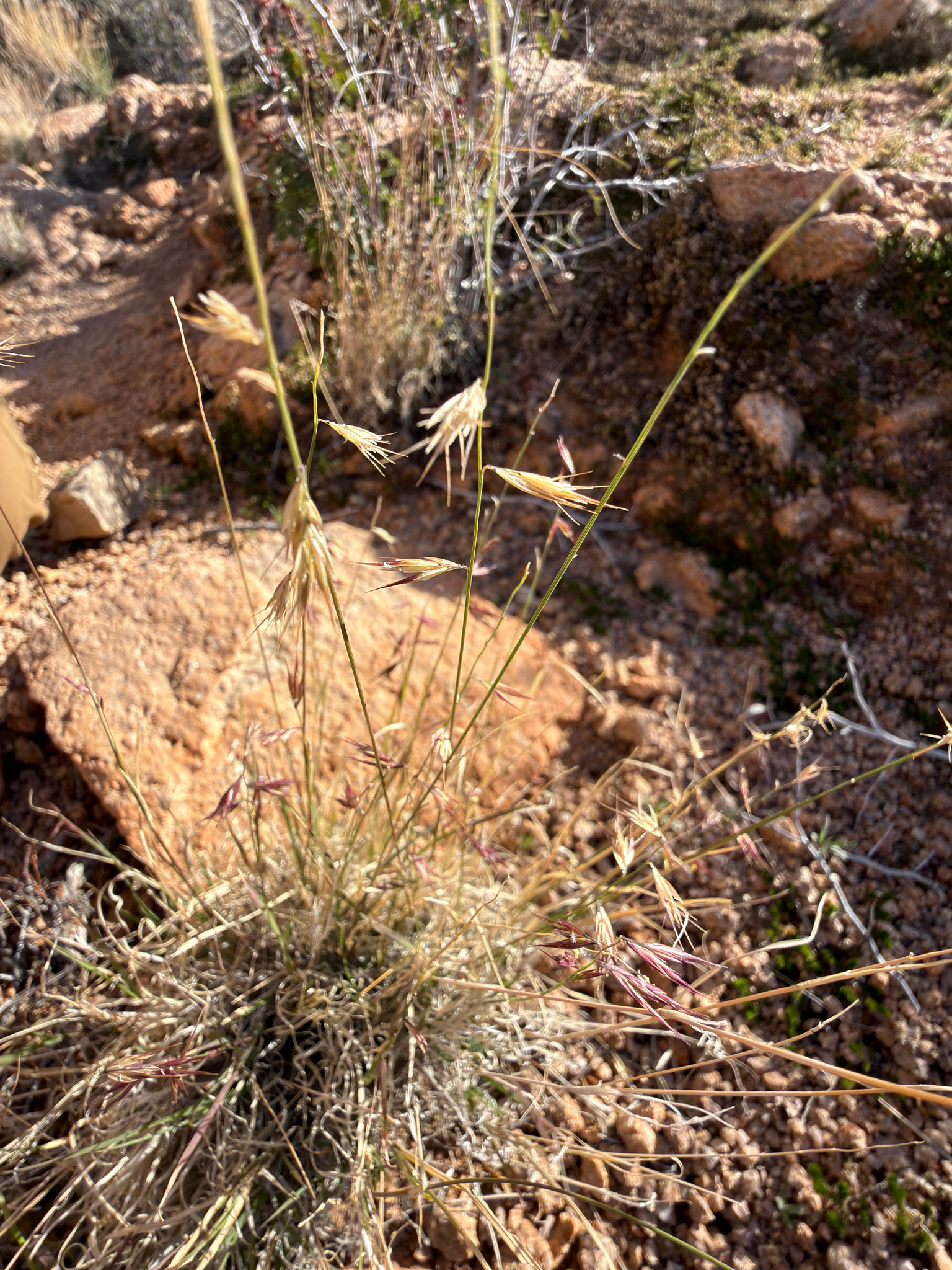 Blue Grama Grass
