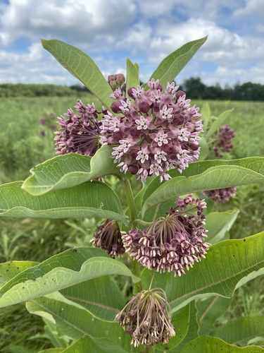 Milkweed