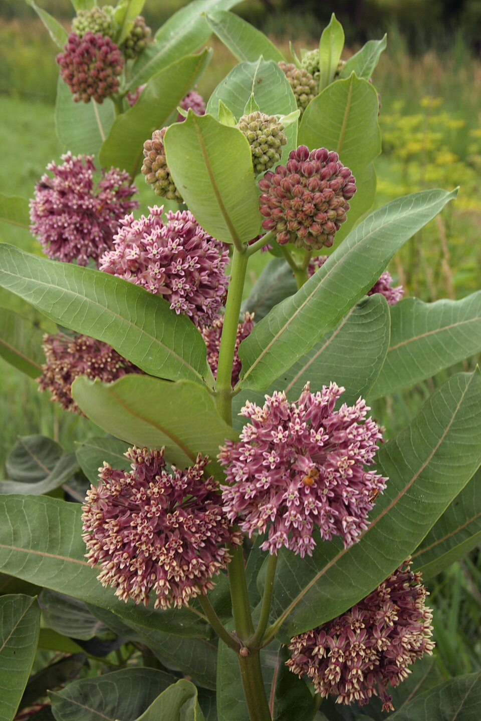 Milkweed