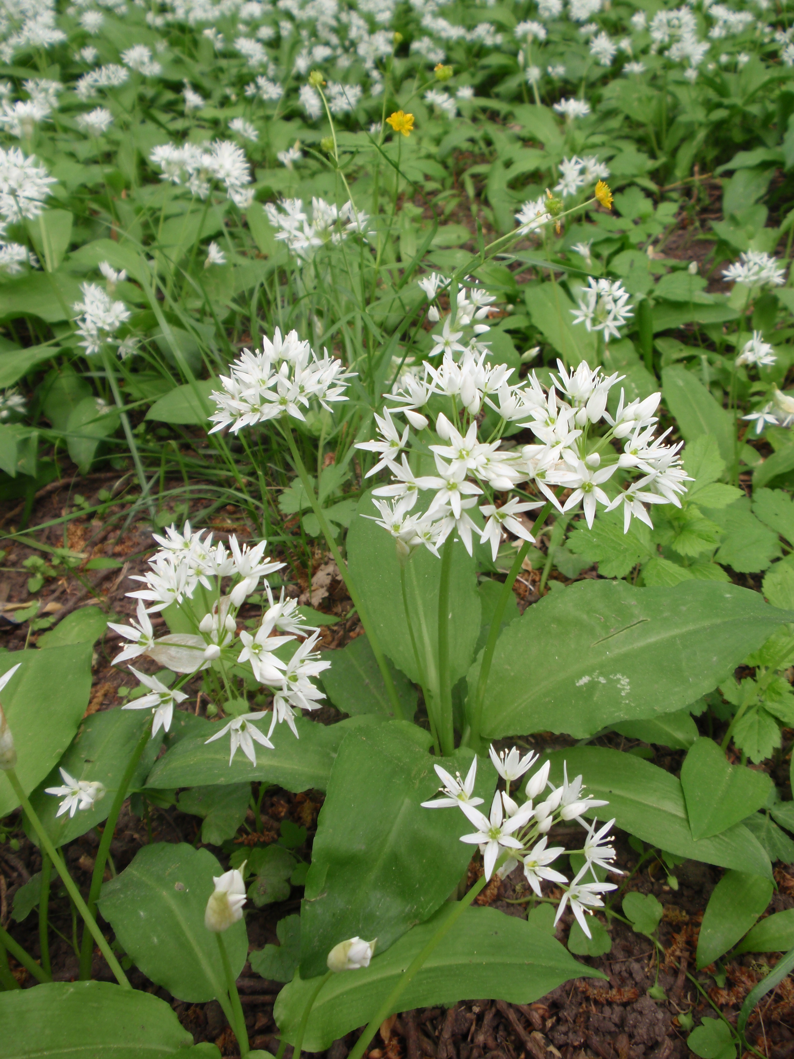 Ornamental Onion