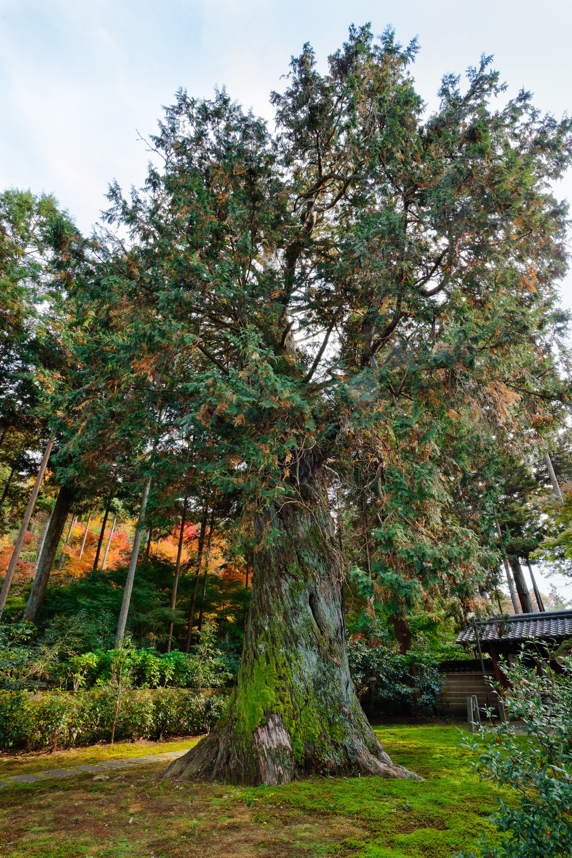 Hinoki Falsecypress