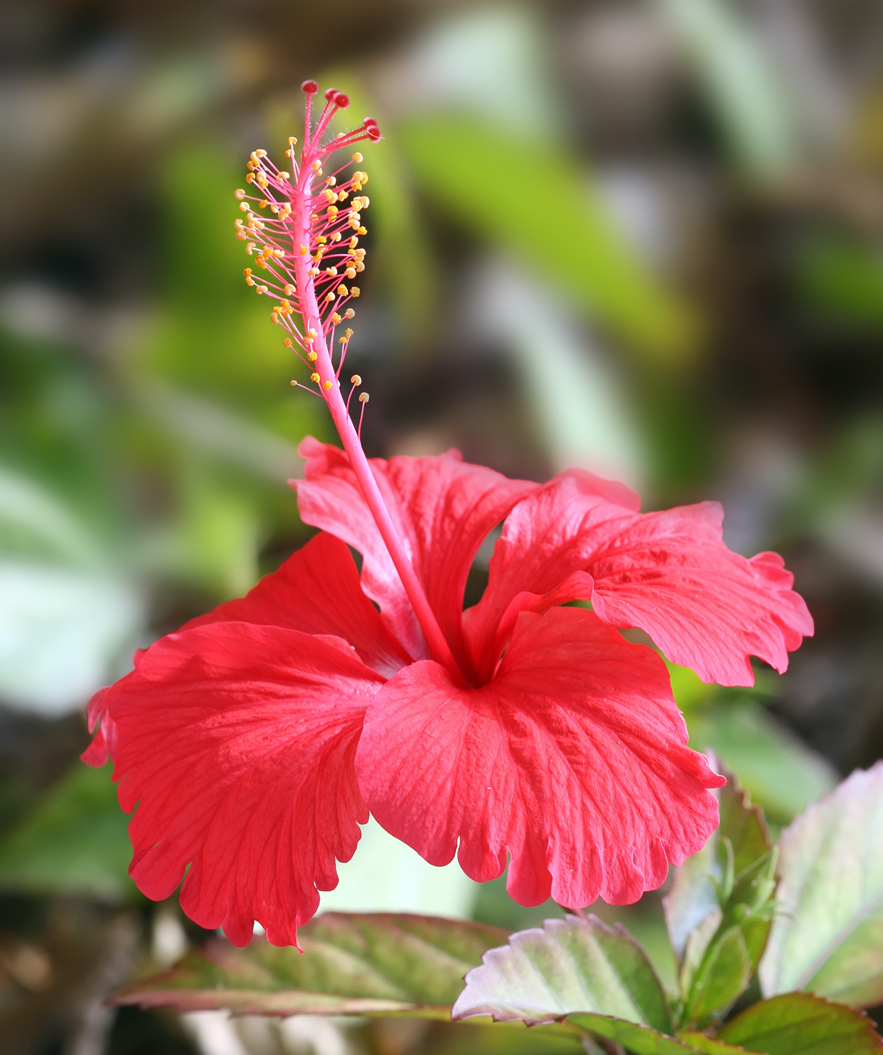 Rose Mallow True 'Summerific French Vanilla'