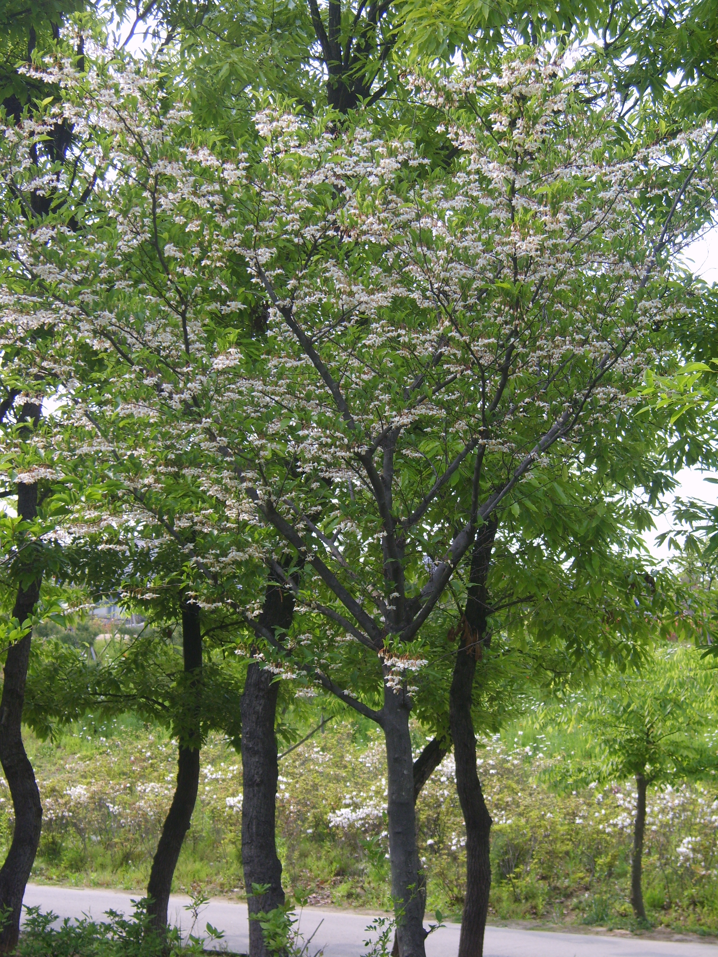 Japanese Snowbell